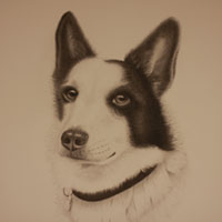 animal illustration