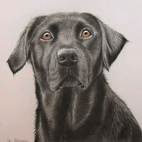 animal illustration