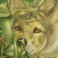 animal illustration