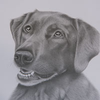 animal illustration