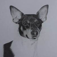 animal illustration