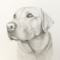 animal illustration