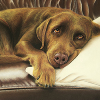 animal illustration