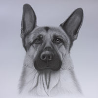 animal illustration