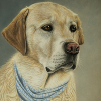 animal illustration