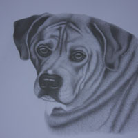 animal illustration