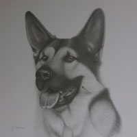 animal illustration