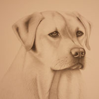 animal illustration