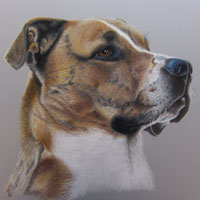 animal illustration