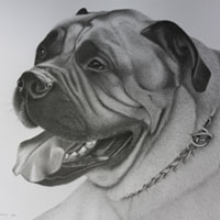animal illustration