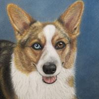 animal illustration